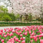 Free Dallas Arboretum Tickets for Dallas residents